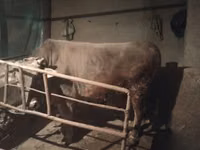 Toro, Ganado vacuno — foto 8