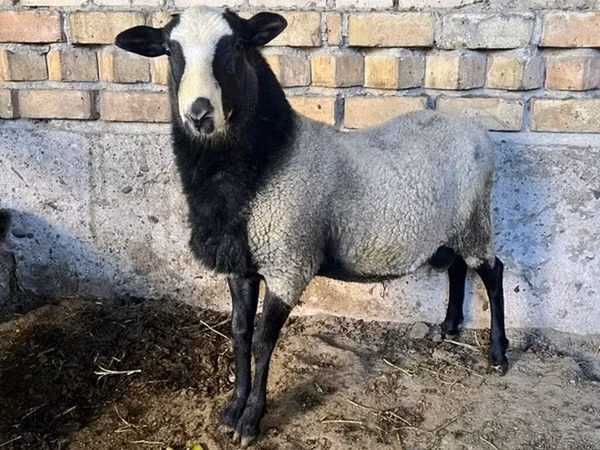 Widder, Romanov sheep — Kirgisistan