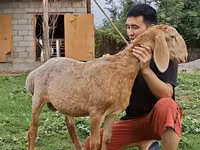 Carnero, Arashan sheep — foto 4