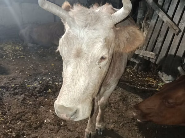 गाय, मवेशी — कज़ाखस्तान