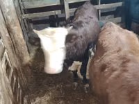 Toro, Vaca kazaja de cabeza blanca — foto 7