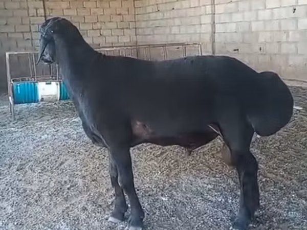 Кочкор, Гиссар койу — Казакстан