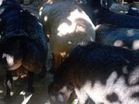 Widder, Rhon sheep — Foto 4