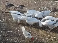 Geese — Foto 3