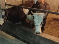 公牛, Simmental cattle — 照片 5