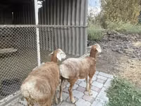 Sheep, Arashan sheep — photo 7