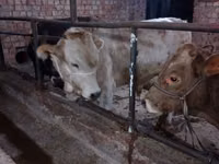 Bull, Swiss cattle — photo 7