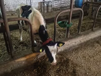 Bulle, Russian Black pied cattle — Foto 3