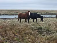 Hengst, Mugalzhar horse — Foto 5