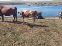 Kuh, Simmental cattle — Foto 2