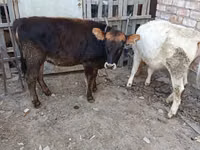 بقرة, الماشية — الصورة 1