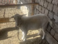 Ziegenbock, Saanen goat — Foto 2