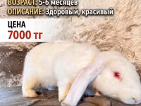 Қошқар, Қойлар — 1-сурет