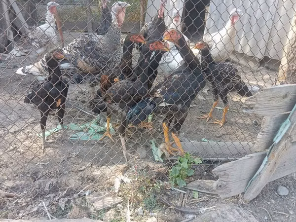 Chickens — Kirgisistan