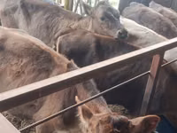 Kuh, Simmental cattle — Foto 8