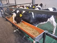 ثور, Russian Black pied cattle — الصورة 4