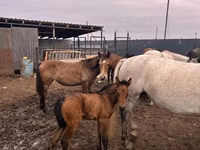 Yegua, Kazakh horse — foto 3