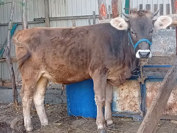 母牛, Swiss cattle — 吉尔吉斯斯坦