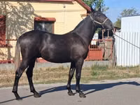 घोड़ा, Lipizzaner — फ़ोटो 1