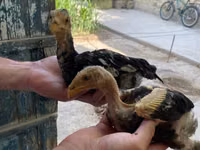 Chickens — Foto 7