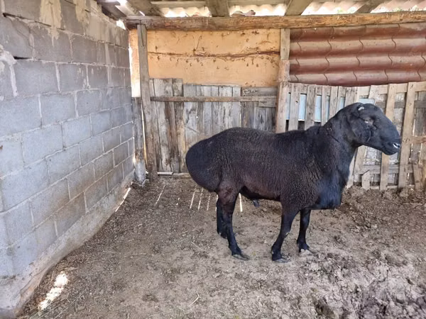 كبش, Hissar sheep
