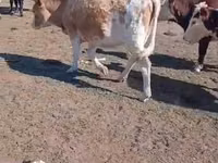 Kuh, Simmental cattle — Foto 1