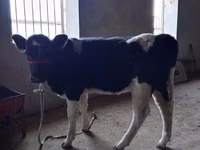 Kuh, Russian Black pied cattle — Foto 5