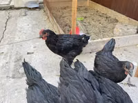 Chickens — 2-rasm