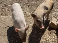 Schweine (Partie, Geschlecht nicht angegeben) — Foto 3