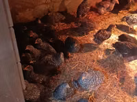 Australorp — 3-rasm