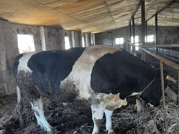 Bulle, Russian Black pied cattle
