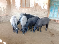 Schaf, Romanov sheep — Foto 3
