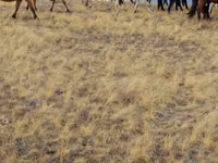خيول (دفعة، الجنس غير محدد), الخيول — الصورة 6
