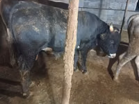 公牛, Cattle — 照片 3