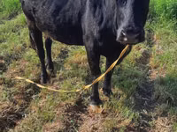 Cow, Aberdeen-Angus — photo 4