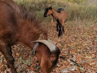 Ziegenbock, Nubian Goat — Foto 6