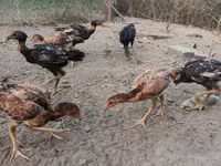 Chickens — Foto 1