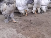 Brahma — Foto 7