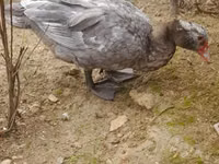 Ducks — 照片 2