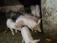 Eber, Schweine — Foto 4