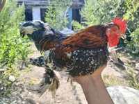 Chickens — Foto 1