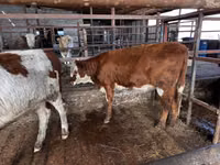 أبقار (دفعة، الجنس غير محدد), Simmental cattle — الصورة 4