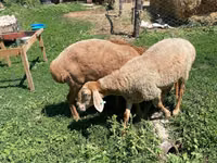 Schaf, Arashan sheep — Foto 1