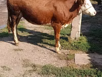 母牛, Simmental cattle — 照片 1
