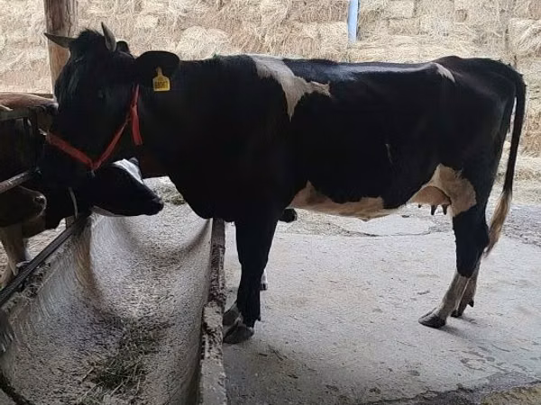 गाय, Russian Black pied cattle — उज़्बेकिस्तान