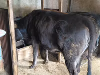 Vaca, Ganado vacuno — foto 4