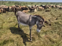Mare, Horses — photo 1