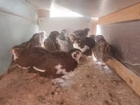 Quails — Foto 1