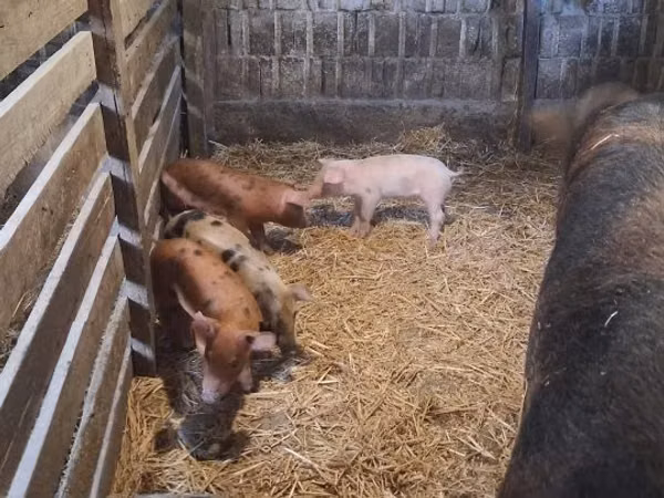母猪, Pigs