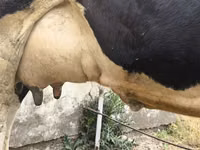 Kuh, Russian Black pied cattle — Foto 7